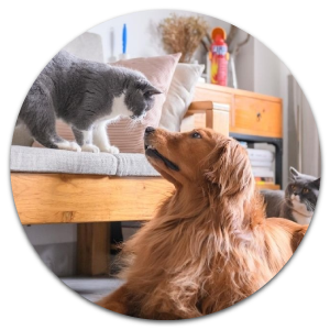 Pet Pals